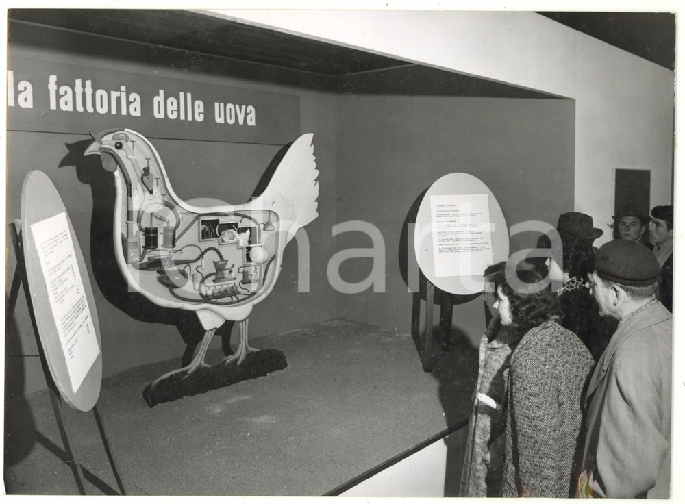 1955 VERONA 57^ FIERA DELL'AGRICOLTURA - Padiglione USA con gallina parlante