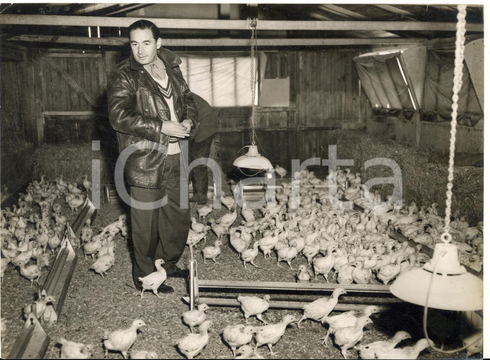 1957 HORSHAM (SURREY) Actor Leo GENN as a poultry farmer - Photo 20x15 cm