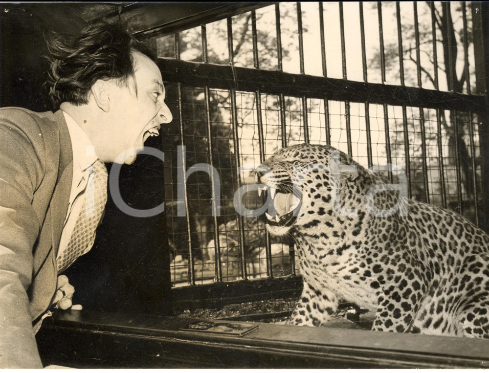 1957 BRISTOL ZOO Ken DODD meets the leopard Larry - Photo 20x15 cm