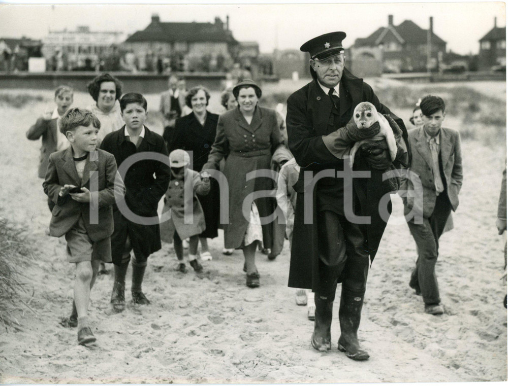 1954 GREAT YARMOUTH Len TYE ASPCA inspector bringing Billy the seal into the sea
