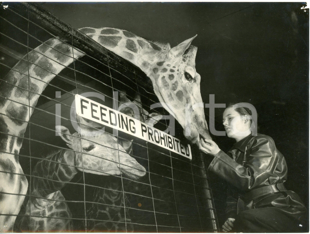 1956 CHESTER ZOO - Keeper Joan WOOSY feeding the giraffes despite the ban *Photo