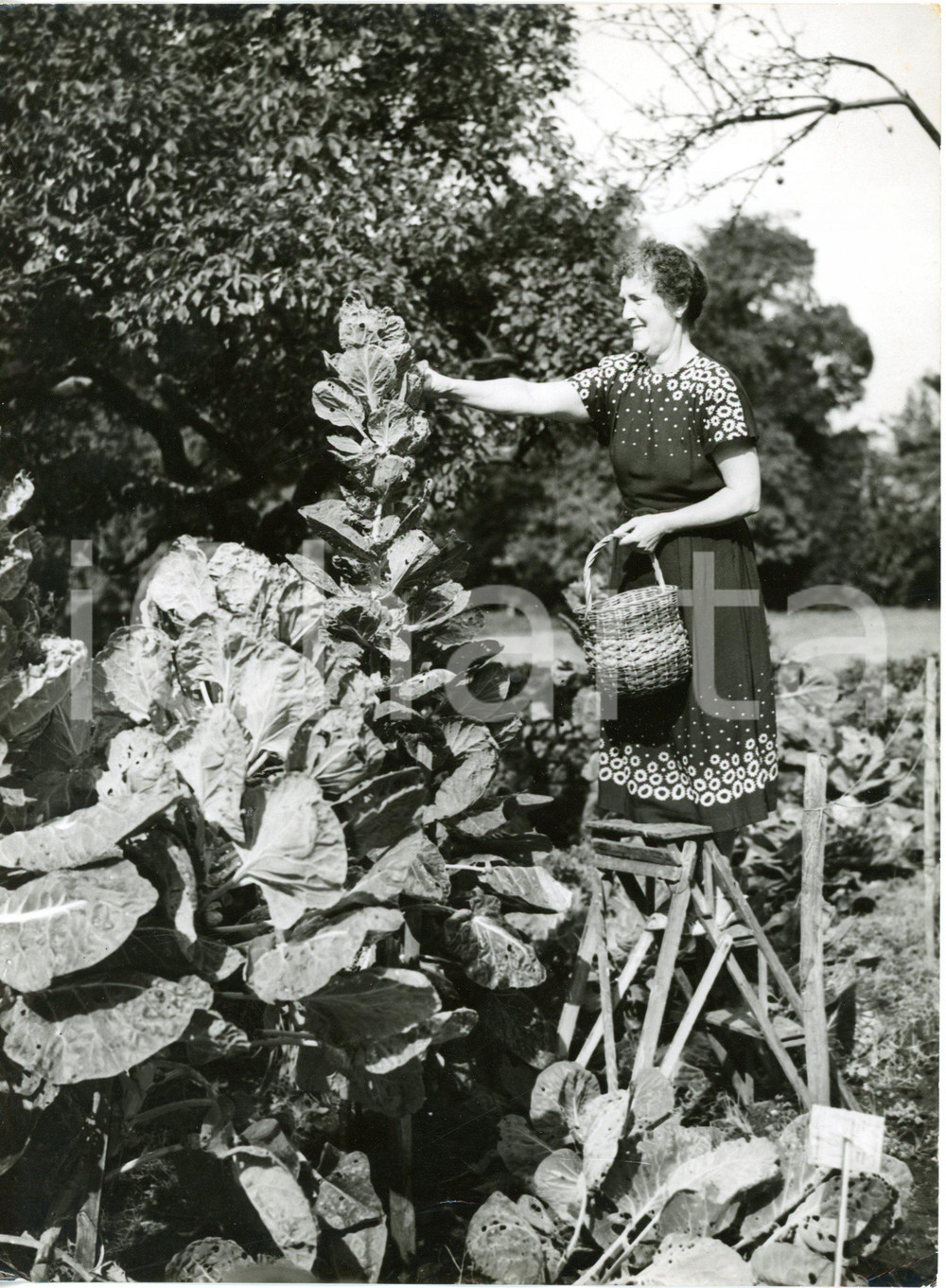 1958 TETTENHALL WOOD (UK) Mrs. C. ROCHESTER taking care of brussels sprouts