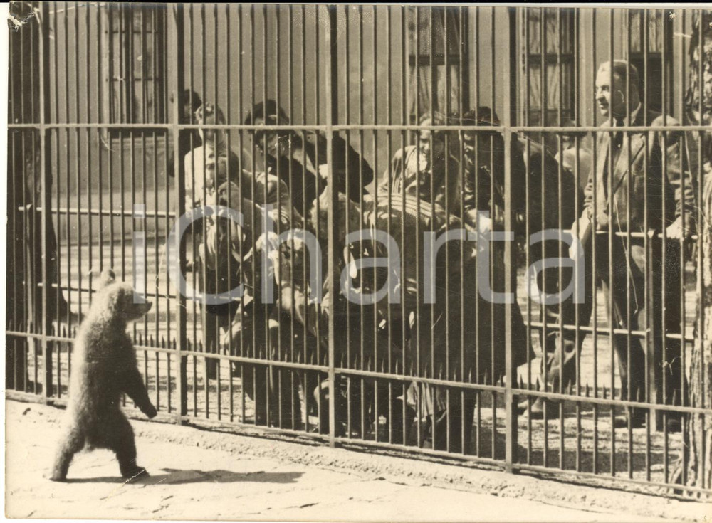 1957 ZOO DE VIENNE Petit ourson en cage entouré de photographes *Photo 18x13