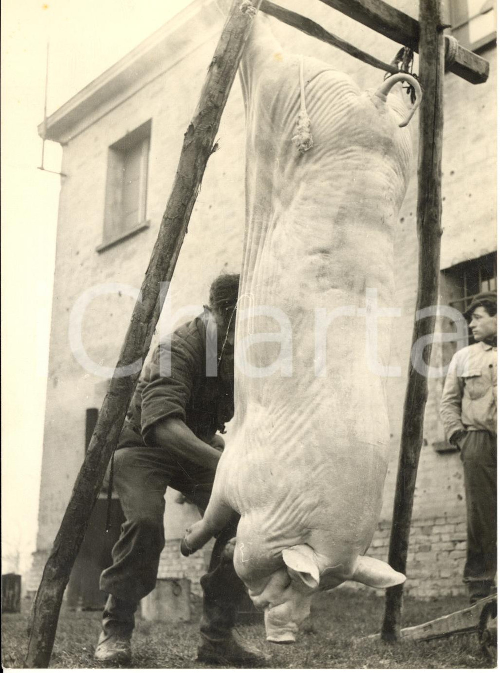 1955 ca Area di BOLOGNA -  COSTUME - Macellazione di un maiale in campagna *Foto