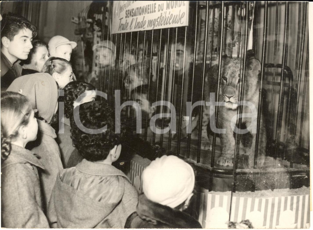 1954 PARIS Grands Magasins - Jeune lionceau exposé pour Noel *Photo 18x13
