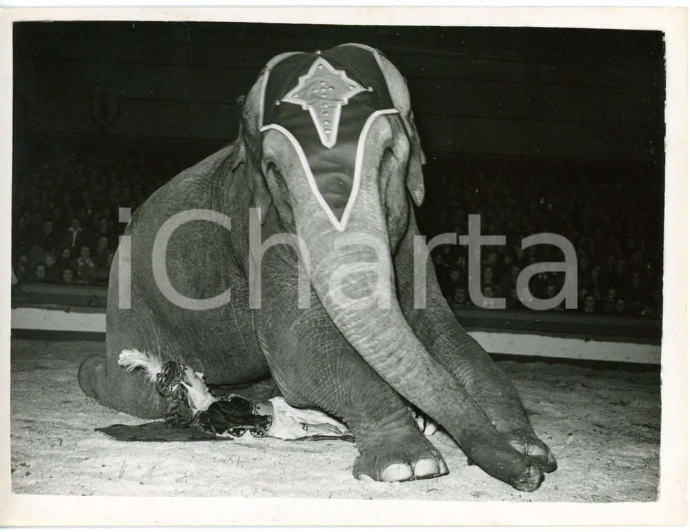 1953 GLASGOW Kelvin Hall - KNIE CIRCUS - Young lady lying under an elephant