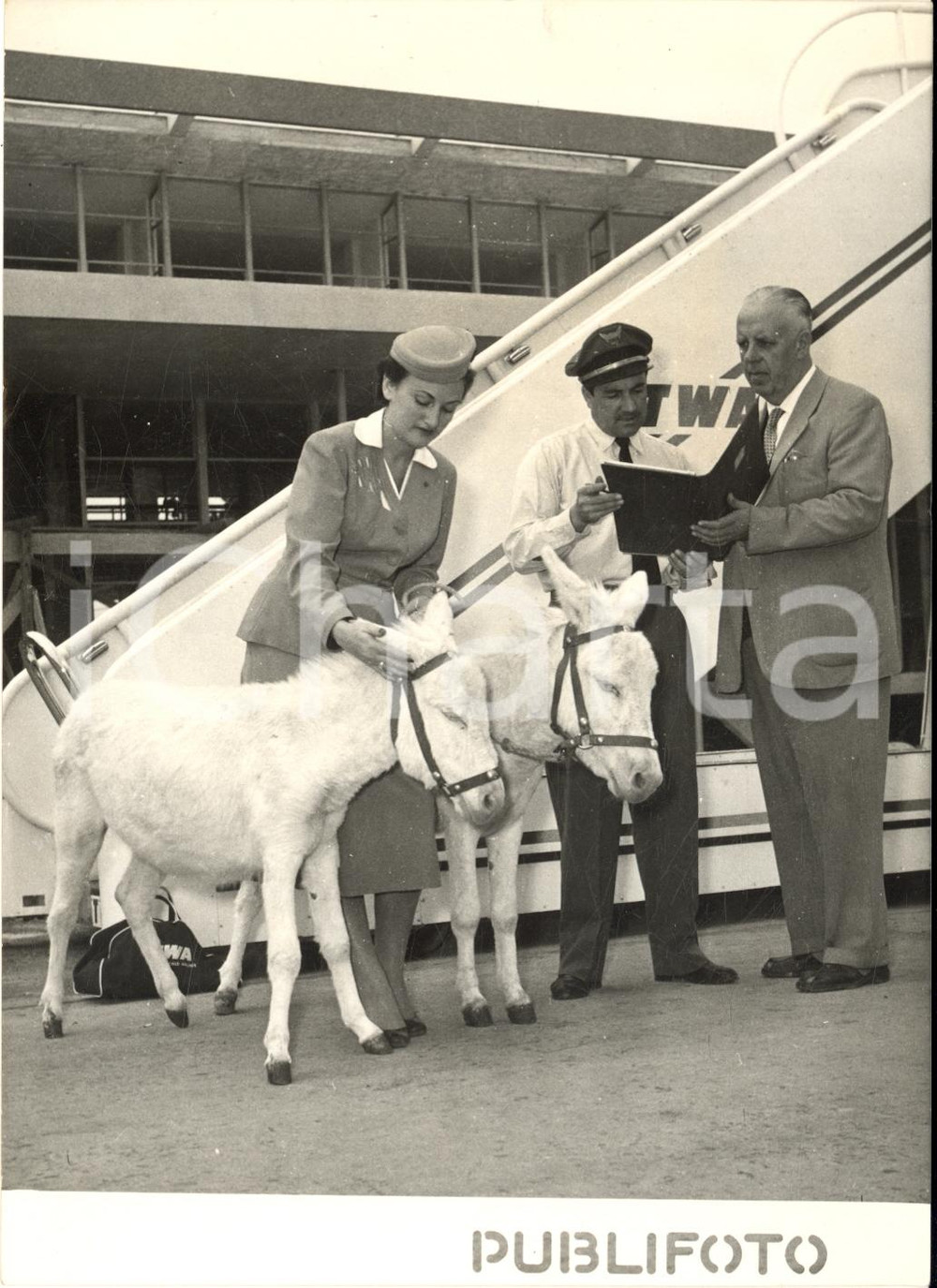 1960 ca ROMA Aeroporto - Arrivo di due asinelli su volo TWA - Foto 13x18 cm