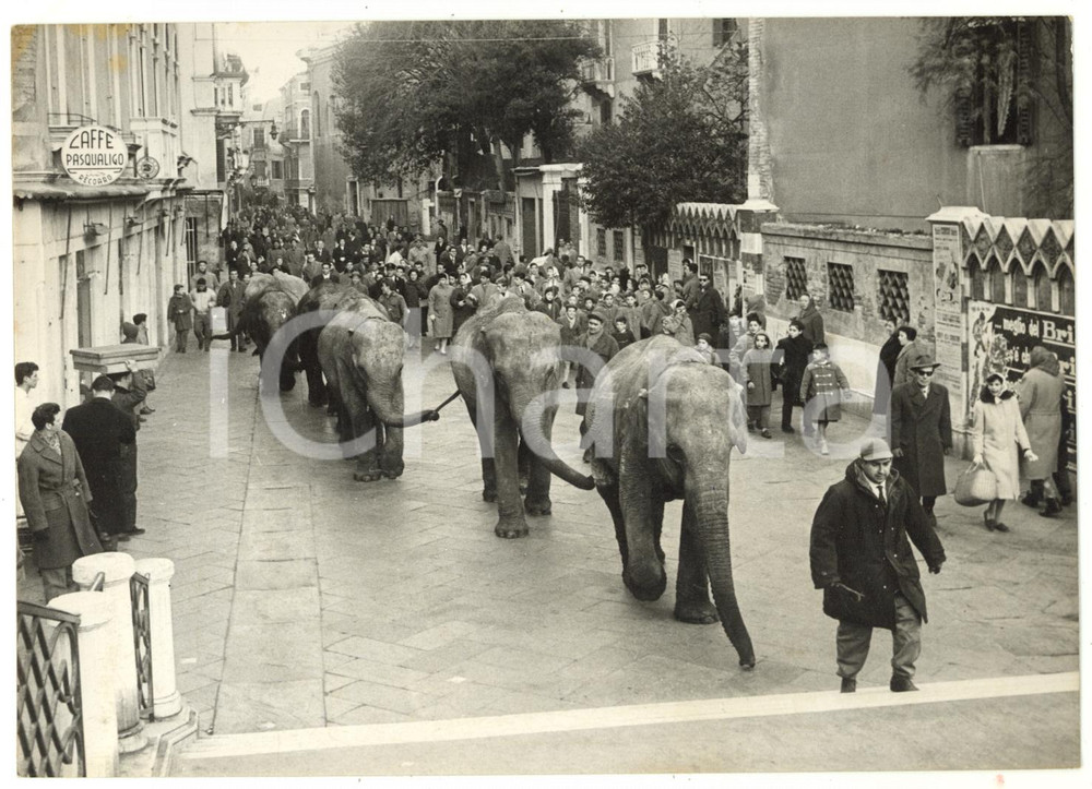1958 VENEZIA Elefanti attraversano il Ponte PASQUALIGO *Foto CURIOSA 18x13 cm