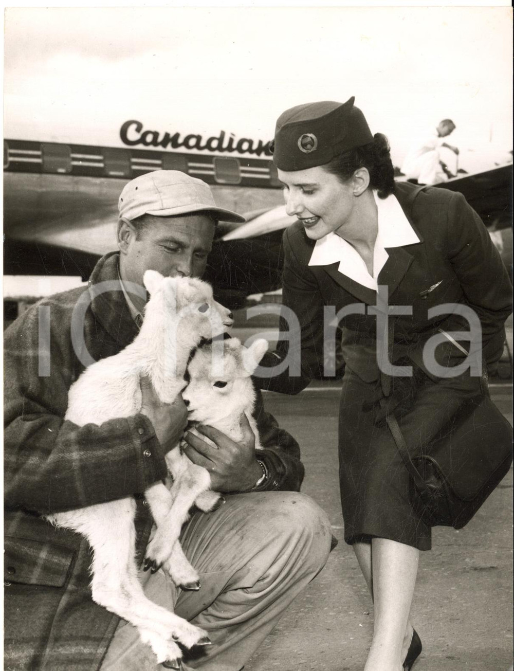 1959 EDMONTON Zoologist Al OEMING with Dall sheep airlifted by Canadian Pacific
