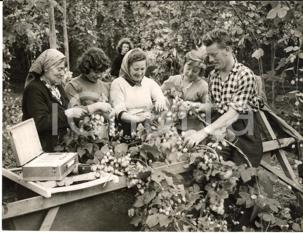 1958 WADHURST (SUSSEX) Portable radio for hop-pickers at work *Photo 20x15 cm