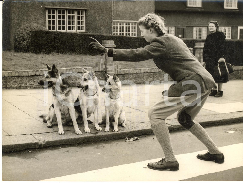 1954 LONDON Gloria PEARSON trainer of the Kent Alsatian Society with the dogs