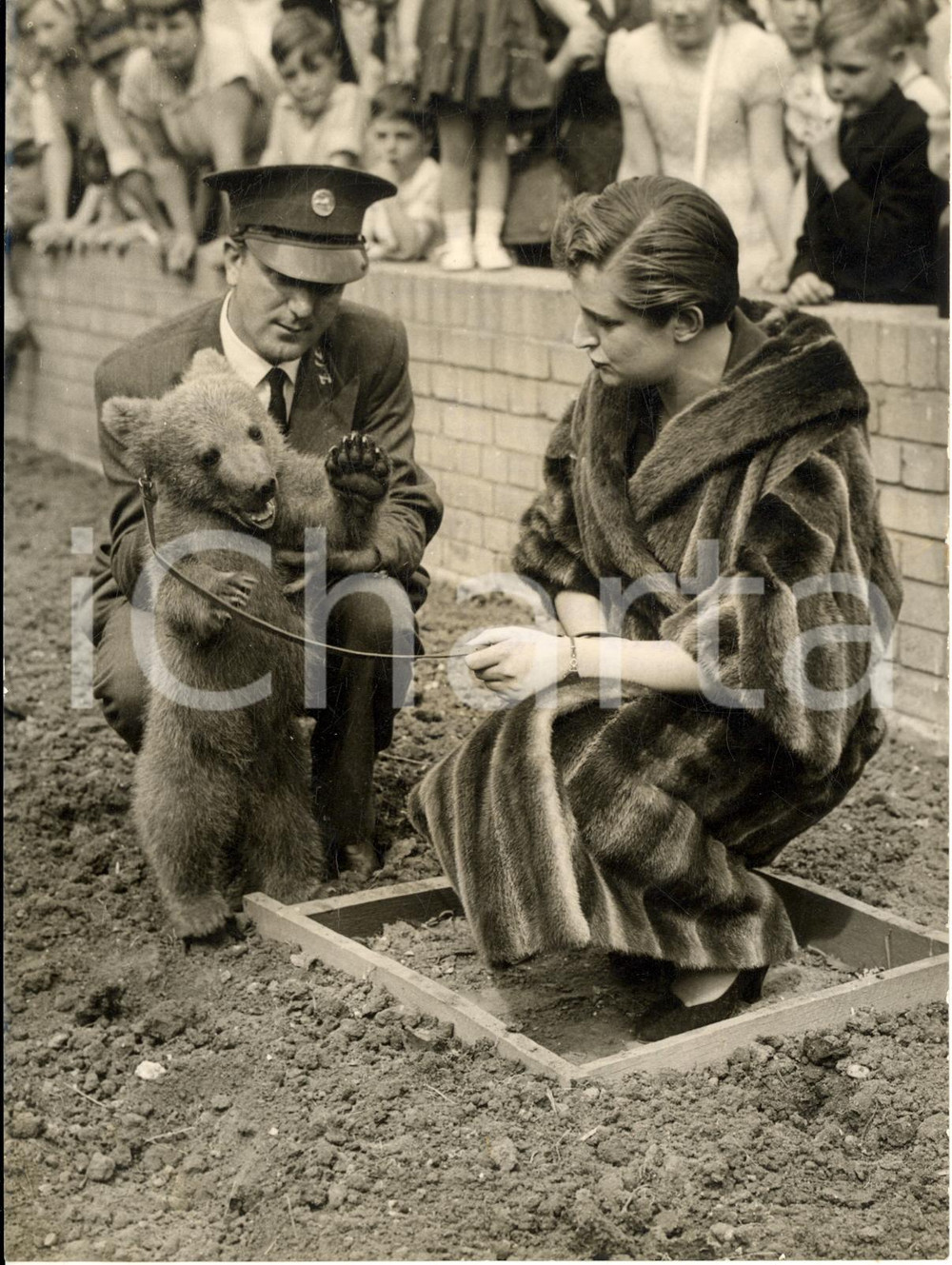 1956 LONDON ZOO The bear cub NIKKI from Russia shown to the visitors *Photo