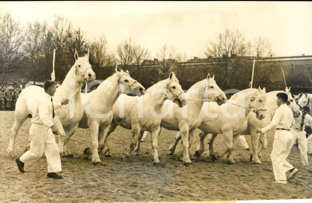 1957 PARIS Concours agricole - Chevaux limousins défilent devant la tribune