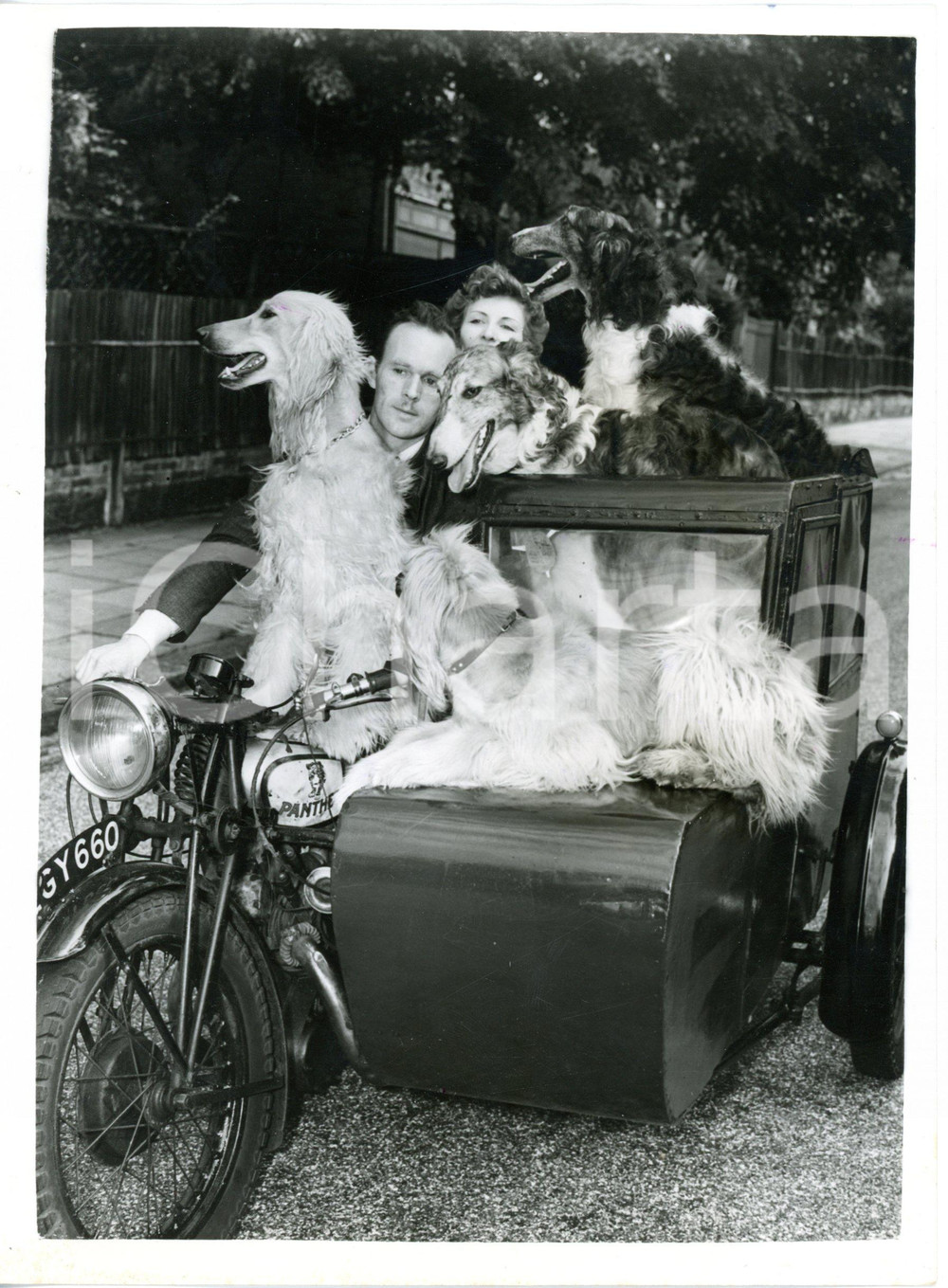 1953 LONDON - Mr. e Mrs. ROWE on the sidecar with their four dogs *Photo 15x20