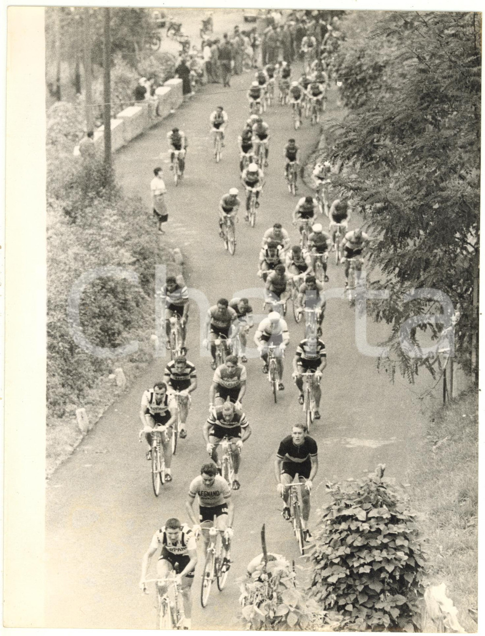 1959 CICLISMO - Giro di Lombardia - Il gruppo durante la corsa *Foto 18x24 cm