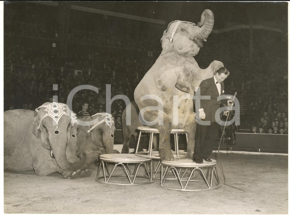 1958 LONDON Bertram Mills' Circus - The elephans during their act *Photo 20x15