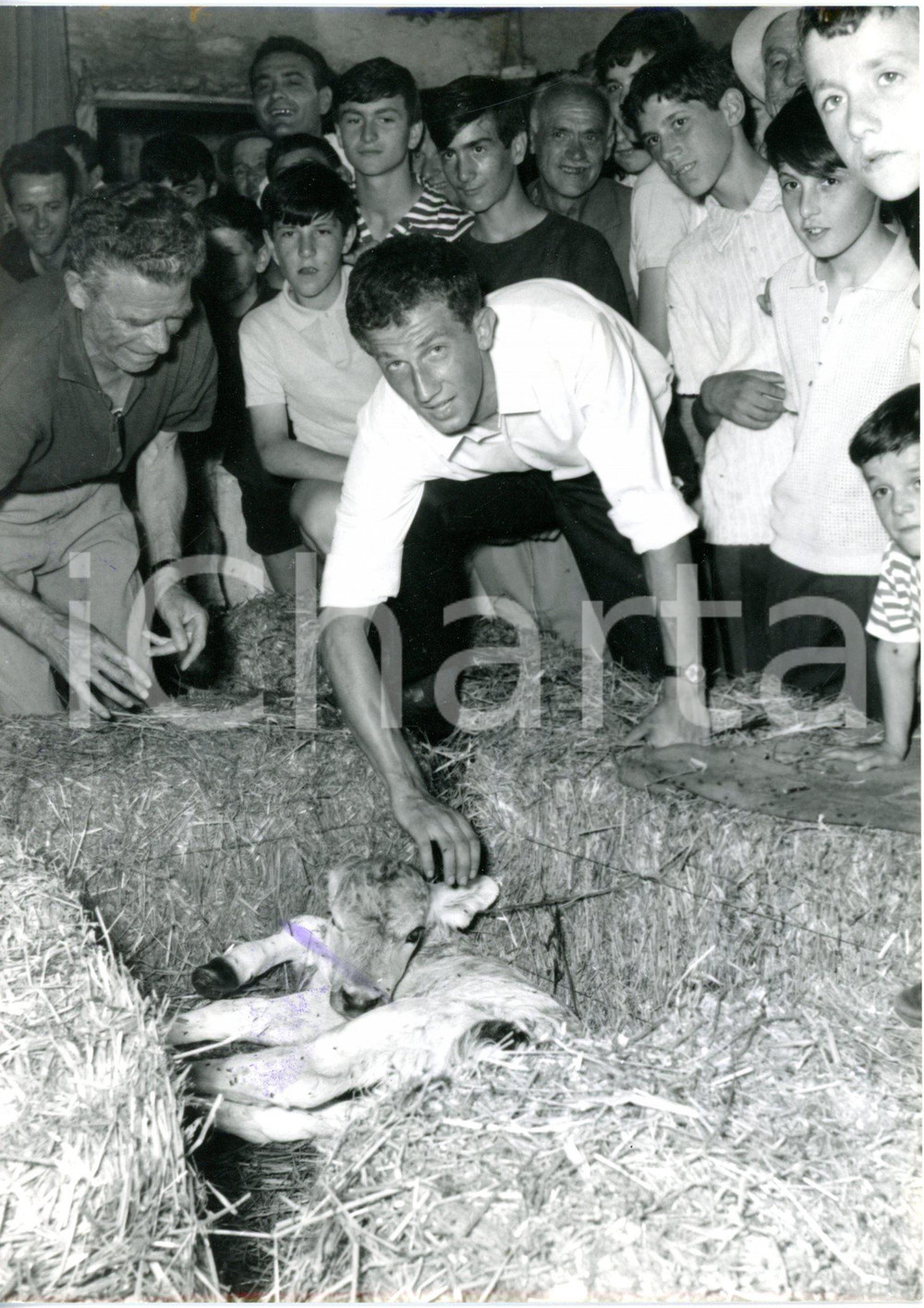 1966 GROPPELLO D'ADDA Gianni MOTTA con il vitellino Maglia Rosa - Foto 13x18 cm