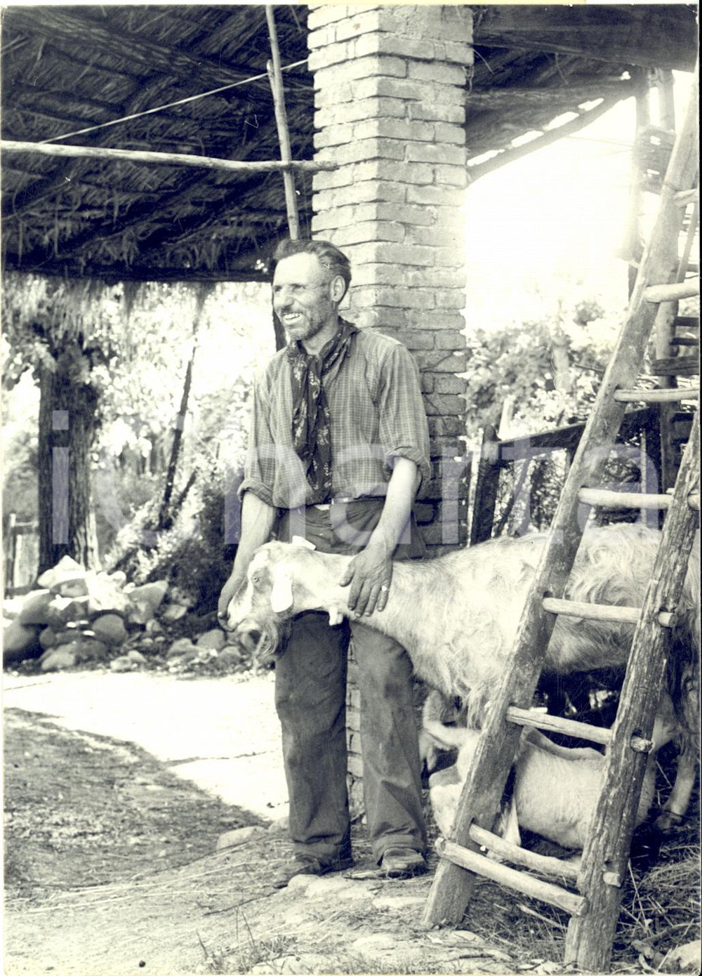 1955 ca Area BRESCIA - Alpino Rodolfo COGOLI reduce di guerra tra le sue pecore