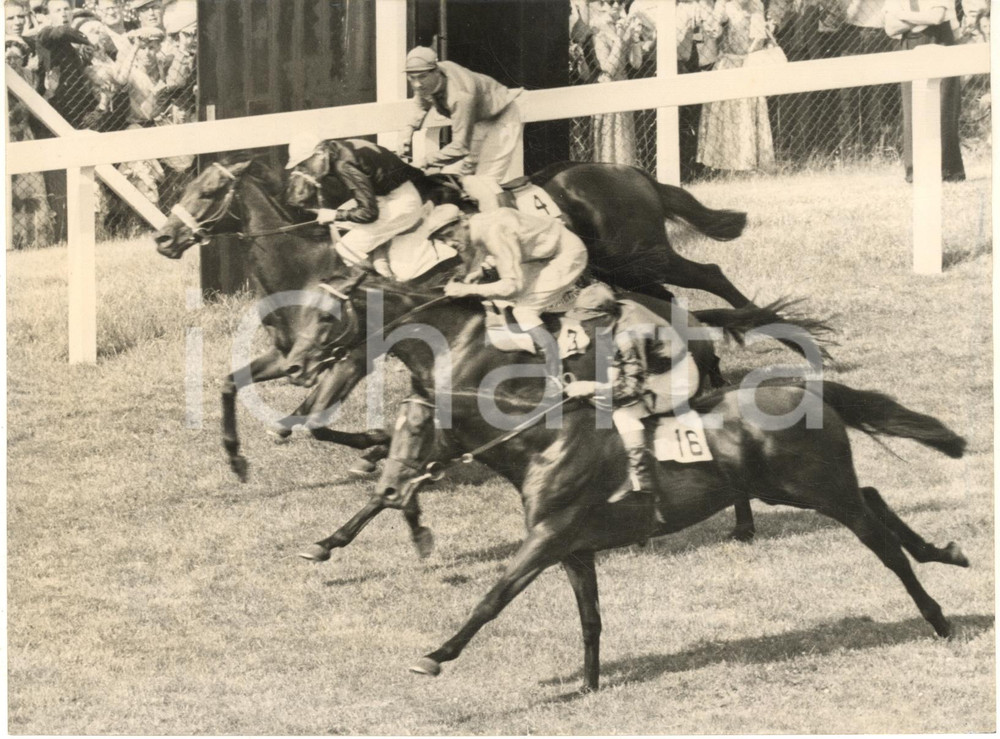 1955 ROYAL ASCOT Four horses fight out finish - Wildnor wins *Photo 20x15 cm