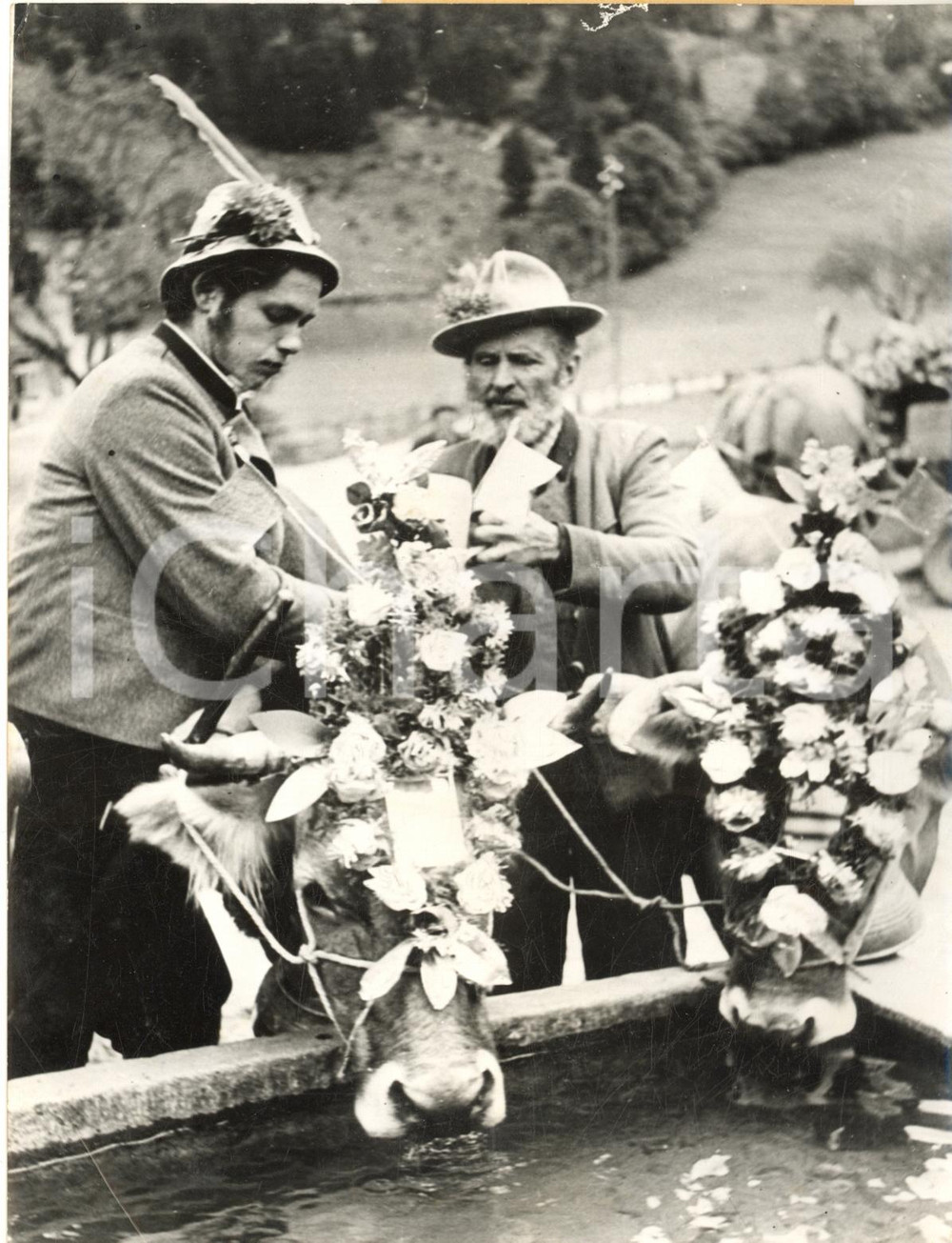 1953 GERMANY Farmers with their cows decorated with flowers *Photo 15x20 cm