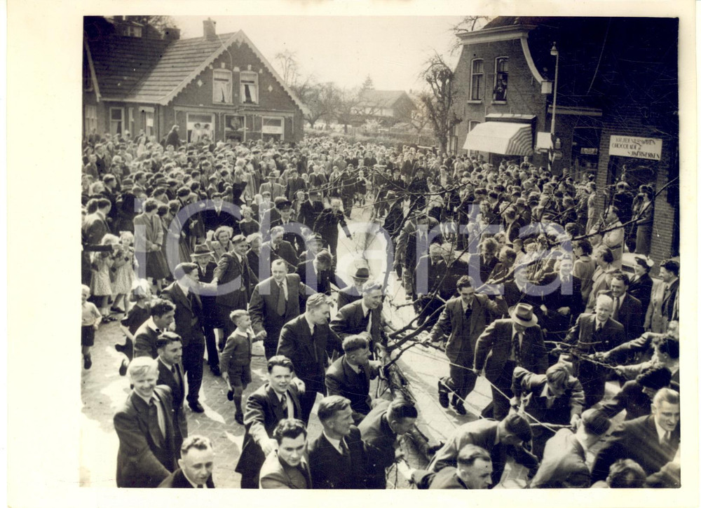 1953 NETHERLANDS People carrying a tree for the Easter Bonfire *Photo 20x15
