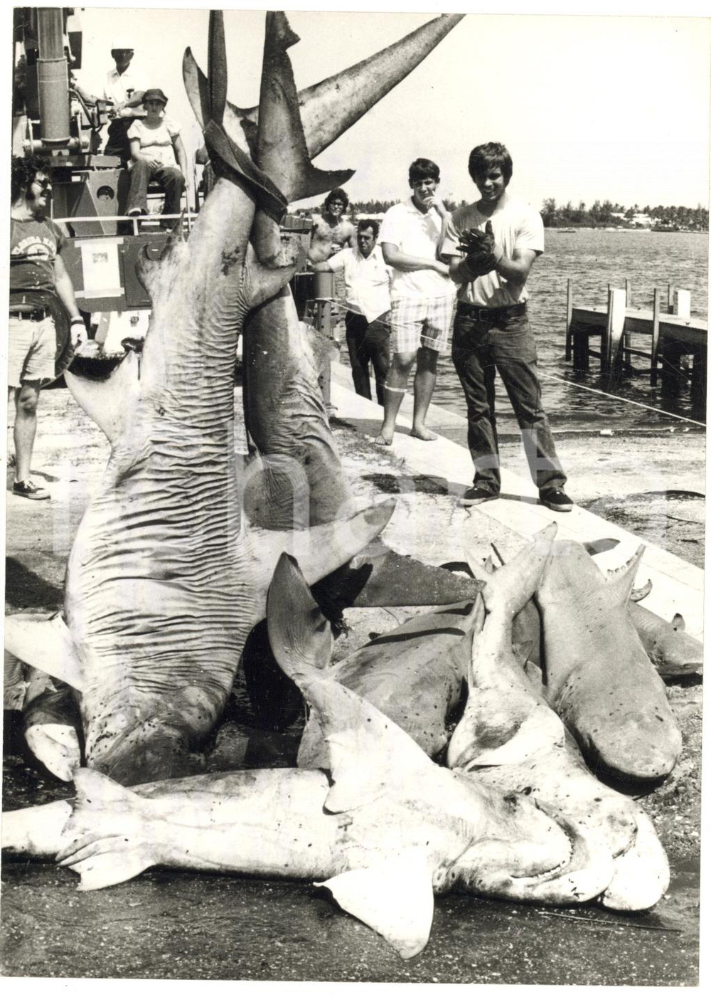 1975 PALM BEACH (FLORIDA) Squali uccisi dopo il panico per il film "Jaws" *Foto