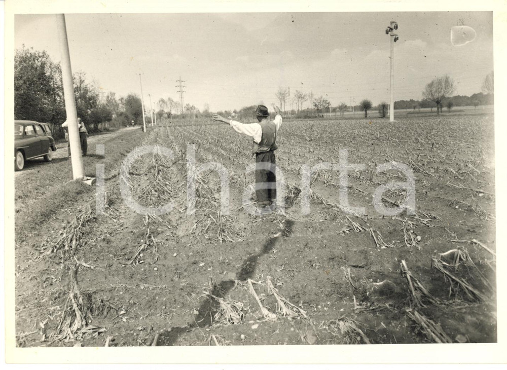 1957 Area di LEINI (TO) Agricoltore nel suo campo distrutto dal maltempo *Foto