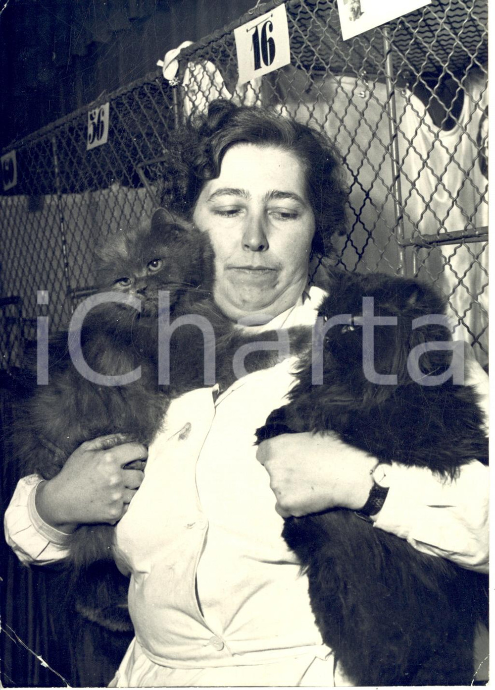 1955 TORINO Mostra Internazionale Felina - Gatto persiano nero con siamese blu