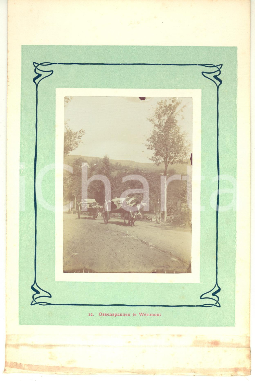 1910 ca LA GLEIZE (BELGIO) Bois de Werimont - Trasporto su carri bestiame - Foto  Fotografia originale d'epoca.La fotografia &egrave; montata su cartoncino rigido, con margine telato, poich&eacute; era parte di un album o serie.Didascalia originale: "12. Ossenspannen te W&eacute;rimont".CONDIZIONI: G (ma lievi macchie al margine telato)FORMATO: 15x23 cm (cartoncino); 8x11 cm (fotografia)    originale e autentica 1