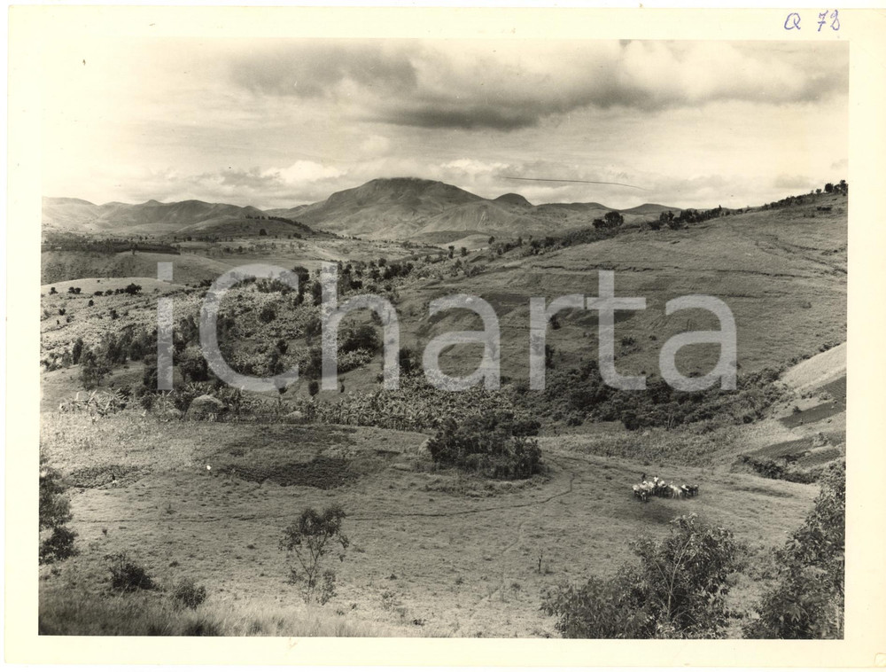 1960 ca URUNDI Paesaggio caratteristico - Fotografia C. LAMOTE 24x18 cm  Fotografia d'epoca, che reca al verso la didascalia originale.FOTOGRAFO: C. Lamote - CongopresseCONDIZIONI: FAIR (piegatura angolare e segnatura a penna al margine superiore)FORMATO: 24x18 cm     originale e autentica 1