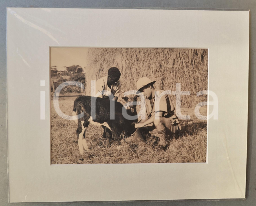 1950 ca AFRICA Cacciatore europeo abbevera vitellino - Foto Jacques DONCQ 35x28  Fotografia originale d'epoca, incorniciata con passepartout in cartoncino pesante e fissata con adesivo al retro.Velina protettiva.FOTOGRAFO: Jacques DoncqCONDIZIONI: GFORMATO: 24x18 cm (fotografia); 35x28 cm (cartoncino)    originale e autentica 1