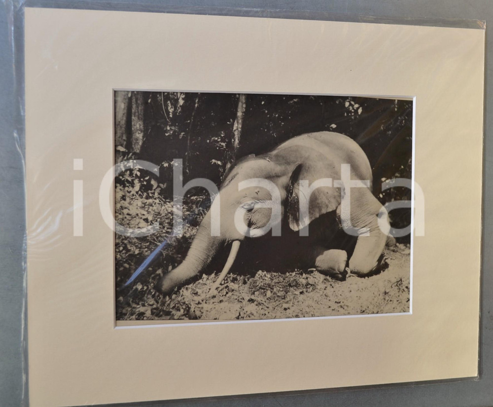 1950 ca AFRICA Ritratto di elefante nella giungla - Foto Jacques DONCQ 35x28  Fotografia originale d'epoca, incorniciata con passepartout in cartoncino pesante e fissata con adesivo al retro.Velina protettiva.FOTOGRAFO: Jacques DoncqCONDIZIONI: GFORMATO: 24x18 cm (fotografia); 35x28 cm (cartoncino)    originale e autentica 1