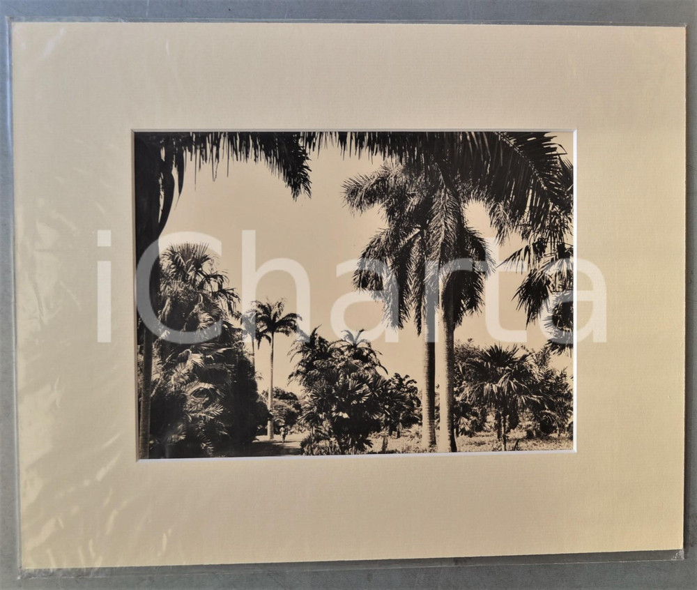 1950 ca AFRICA Giardino con palme - Uomo a passeggio - Foto Jacques DONCQ 35x28  Fotografia originale d'epoca, incorniciata con passepartout in cartoncino pesante e fissata con adesivo al retro.Velina protettiva.FOTOGRAFO: Jacques DoncqCONDIZIONI: GFORMATO: 24x18 cm (fotografia); 35x28 cm (cartoncino)    originale e autentica 1