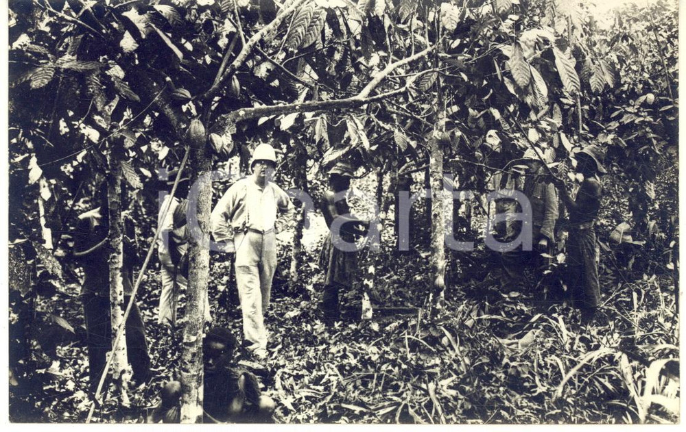 1930 ca CONGO BELGE Cacaoyers - Photo Léopold GABRIEL  ANIMEE 14x9 cm RPPC Fotografia originale d'epoca, in formato cartolina postale.Didascalia manoscritta al verso.FOTOGRAFO: L&eacute;opold GabrielFORMATO: 14x9 cmCONDIZIONI: G     originale e autentica 1
