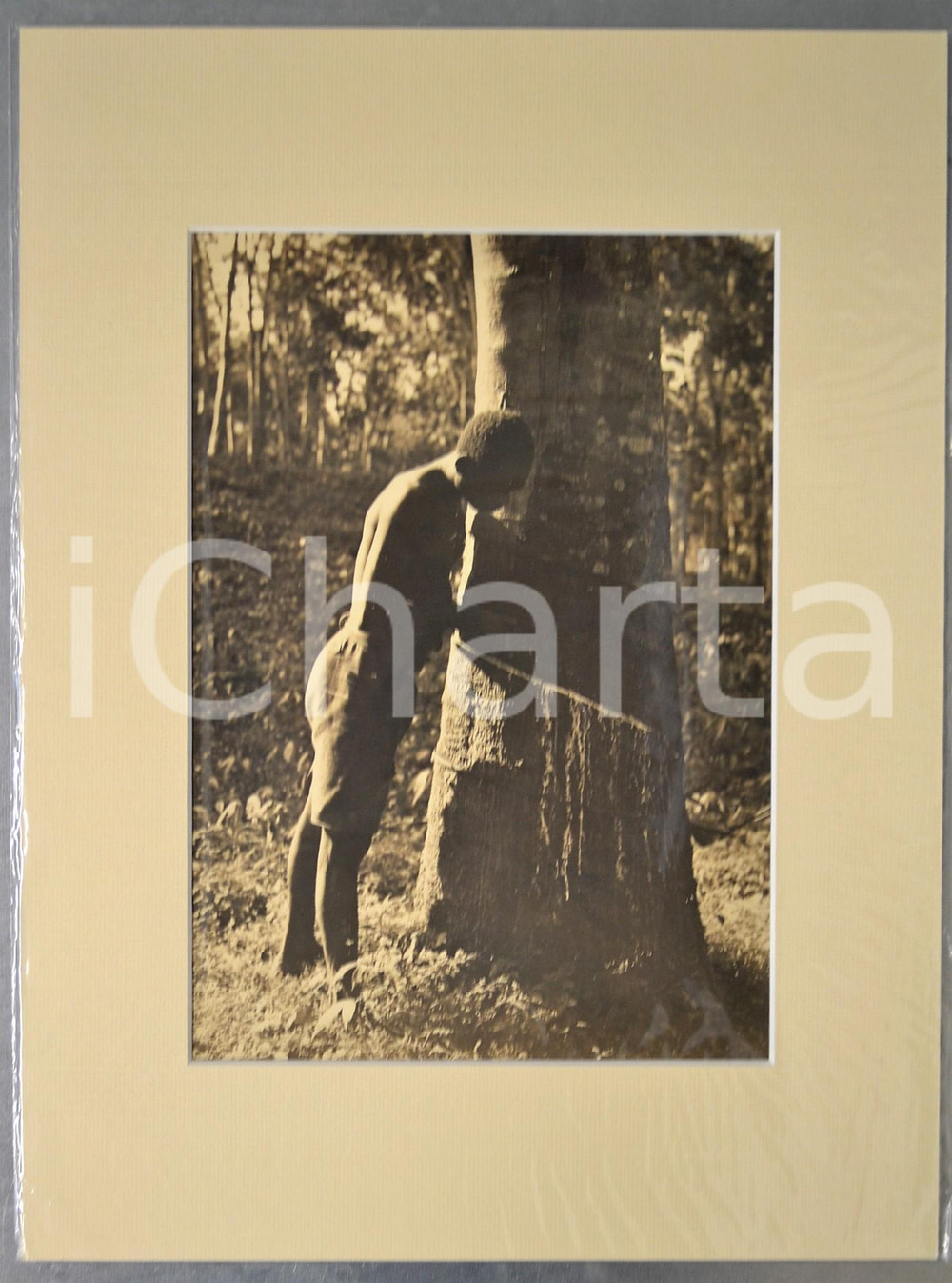 1950 ca AFRICA Indigeno raccoglie il caucciù - Foto Jacques DONCQ 30x40 cm  Fotografia originale d'epoca, incorniciata con passepartout in cartoncino pesante e fissata con adesivo al retro.Velina protettiva.FOTOGRAFO: Jacques DoncqCONDIZIONI: GFORMATO: 22x28 cm (fotografia); 30x40 cm (cartoncino)    originale e autentica 1