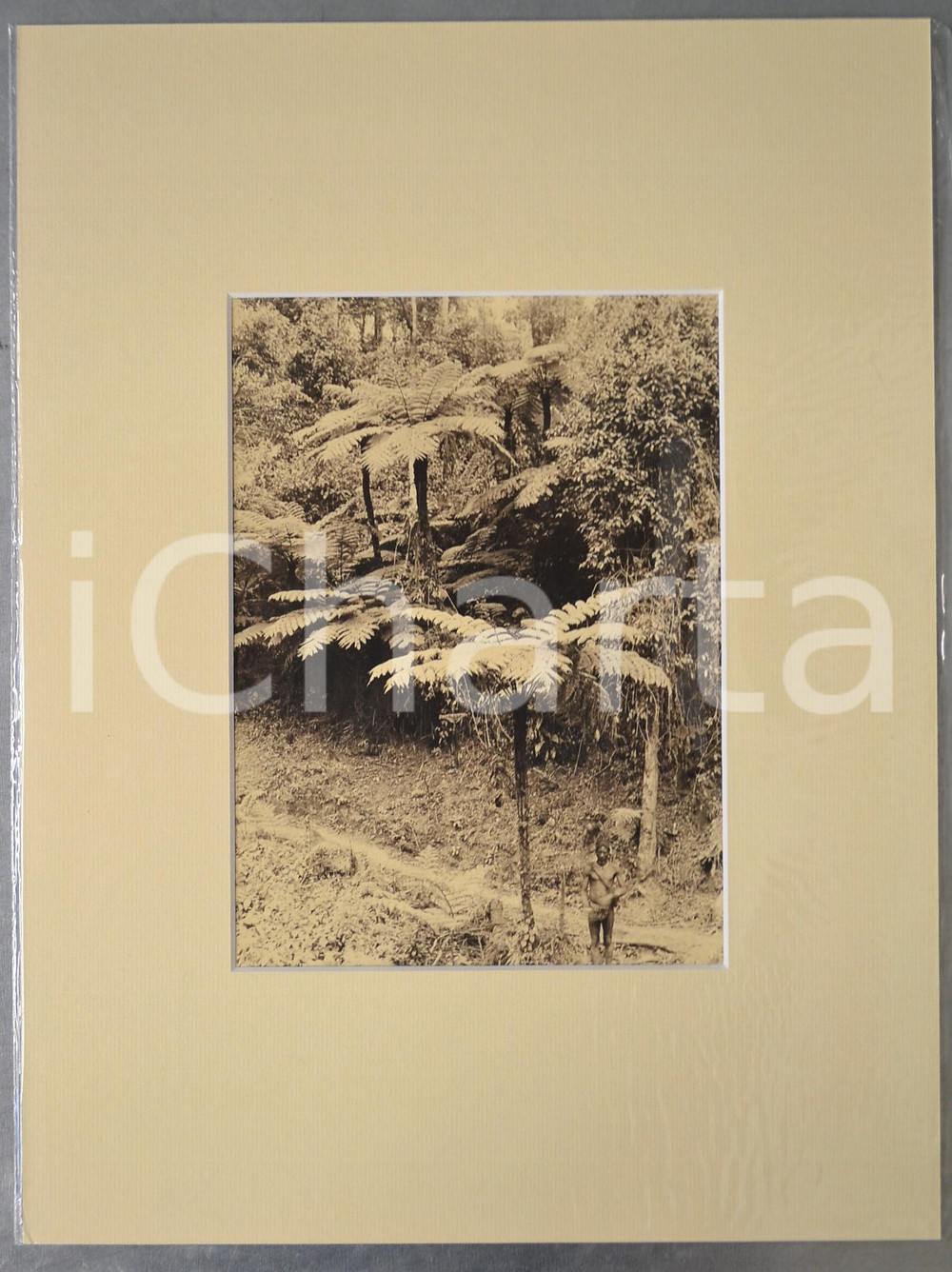 1950 ca AFRICA Indigeno nella foresta - Foto artistica Jacques DONCQ 30x40 cm  Fotografia originale d'epoca, incorniciata con passepartout in cartoncino pesante e fissata con adesivo al retro.Velina protettiva.FOTOGRAFO: Jacques DoncqCONDIZIONI: GFORMATO: 18x24 cm (fotografia); 30x40 cm (cartoncino)    originale e autentica 1