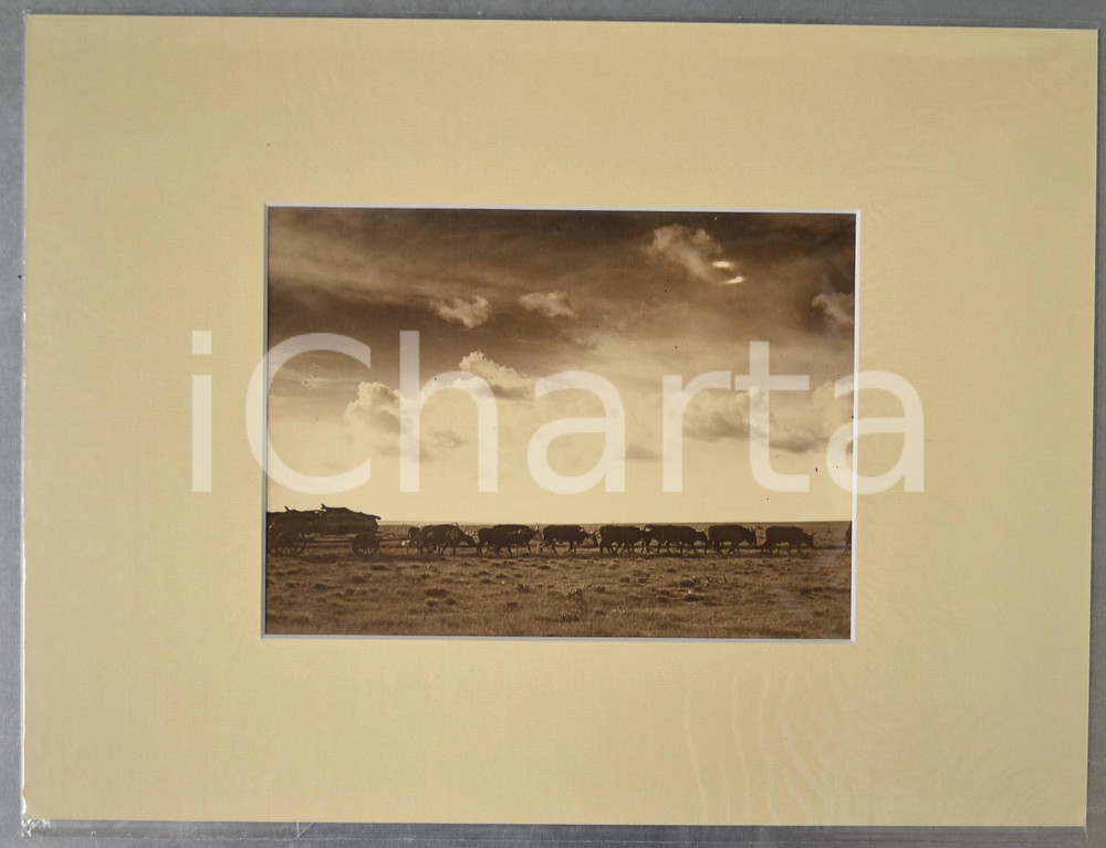 1950 ca AFRICA Carovana di buoi da trasporto *Foto artistica Jacques DONCQ 40x30  Fotografia originale d'epoca, incorniciata con passepartout in cartoncino pesante e fissata con adesivo al retro.Velina protettiva.FOTOGRAFO: Jacques DoncqCONDIZIONI: G (ma piccoli difetti di stampa)FORMATO: 23x16 cm (fotografia); 40x30 cm (cartoncino)    originale e autentica 1