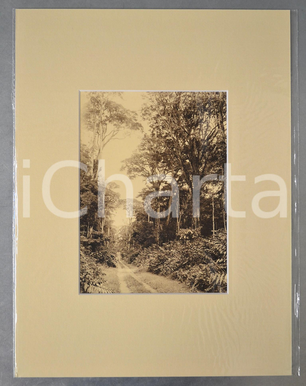 1950 ca AFRICA Una strada nella foresta - Foto artistica Jacques DONCQ 30x40 cm  Fotografia originale d'epoca, incorniciata con passepartout in cartoncino pesante e fissata con adesivo al retro.Velina protettiva.FOTOGRAFO: Jacques DoncqCONDIZIONI: GFORMATO: 17x23 cm (fotografia); 30x40 cm (cartoncino)    originale e autentica 1