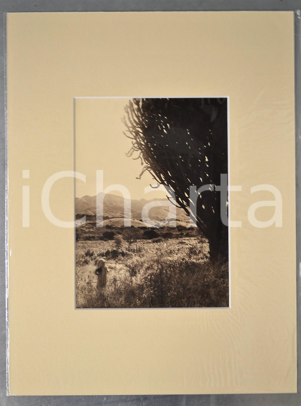 1950 ca AFRICA Donna presso un albero di cactus - Foto Jacques DONCQ 30x40 cm  Fotografia originale d'epoca, incorniciata con passepartout in cartoncino pesante e fissata con adesivo al retro.Velina protettiva.FOTOGRAFO: Jacques DoncqCONDIZIONI: GFORMATO: 18x23 cm (fotografia); 30x40 cm (cartoncino)    originale e autentica 1