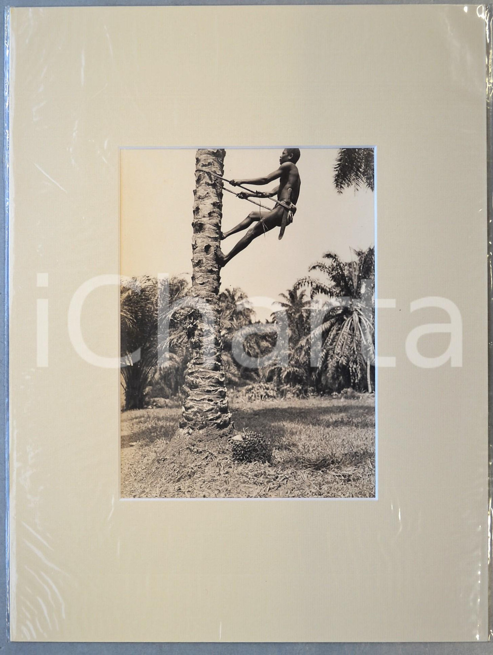 1950 ca AFRICA Raccoglitore di noci di cocco in salita - Foto DONCQ 30x40 cm  Fotografia originale d'epoca, incorniciata con passepartout in cartoncino pesante e fissata con adesivo al retro.Velina protettiva.FOTOGRAFO: Jacques DoncqCONDIZIONI: GFORMATO: 17x23 cm (fotografia); 30x40 cm (cartoncino)    originale e autentica 1