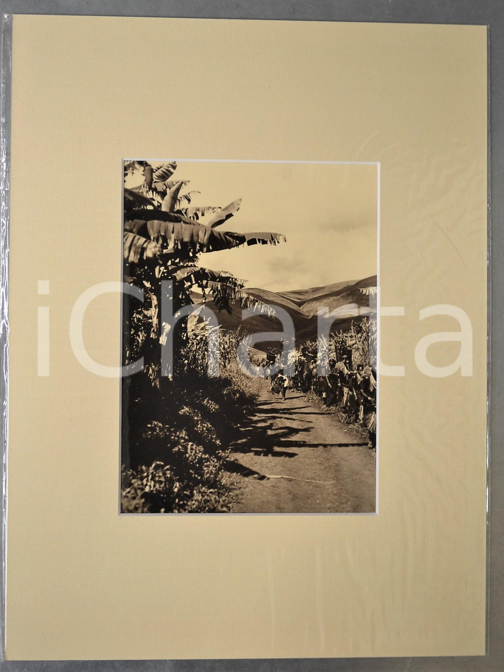 1950 ca AFRICA Portatori di canne lungo un sentiero - Foto Jacques DONCQ 30x40  Fotografia originale d'epoca, incorniciata con passepartout in cartoncino pesante e fissata con adesivo al retro.Velina protettiva.FOTOGRAFO: Jacques DoncqCONDIZIONI: GFORMATO: 17x23 cm (fotografia); 30x40 cm (cartoncino)    originale e autentica 1