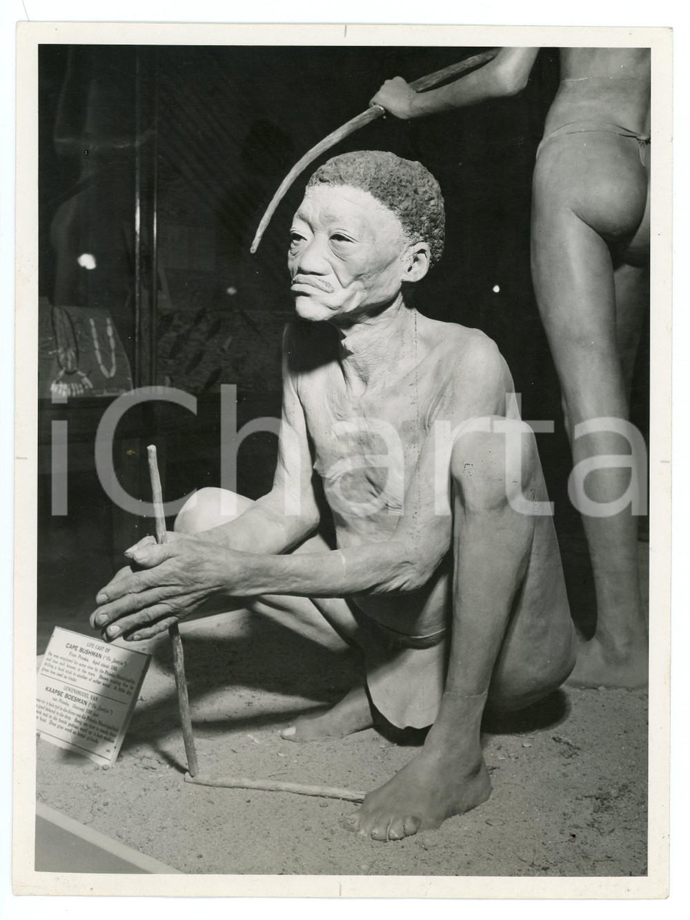 1960 ca CAPE TOWN S.A. Museum - Life cast from a cape Bushman - Photo 17x22  Fotografia originale d'epoca, con didascalia al verso.CONDIZIONI: G (ma piccoli fori di affissione)FORMATO: 17x22 cm    originale e autentica 1