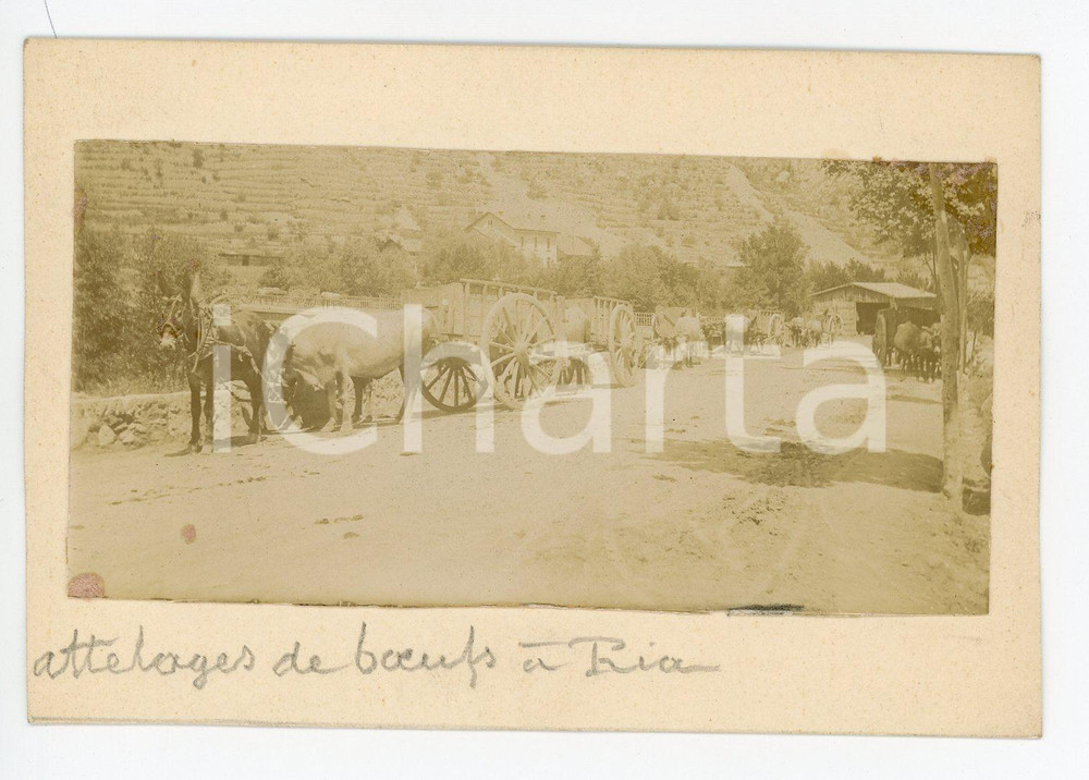 1910 ca RIA-SIRACH (FRANCE) Attelage de bœufs - Photo vintage 12x8 cm  Fotografia originale d'epoca, montata su cartoncino.CONDIZIONI: FAIR (piccoli residui cartacei)FORMATO: 9x8 cm    originale e autentica 1