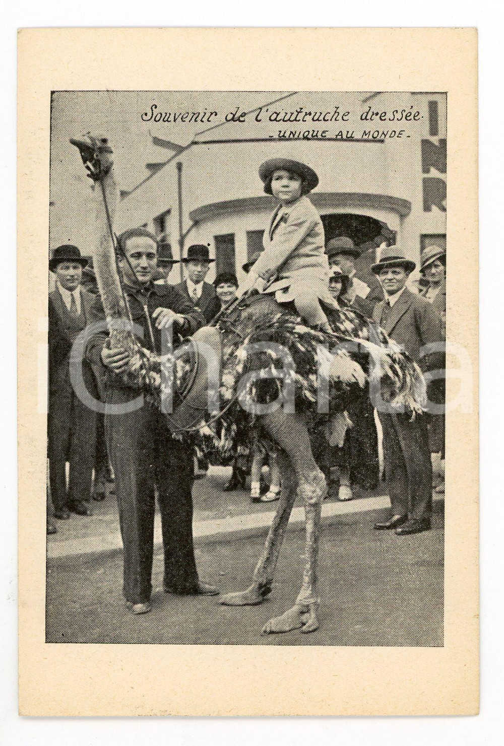 1930 ca FRANCE CIRQUE L'autruche dressÃ©e unique au monde - Carte postale  Cartolina postale d'epoca, non viaggiata.CONDIZIONI: GFORMATO: FP    originale e autentica 1