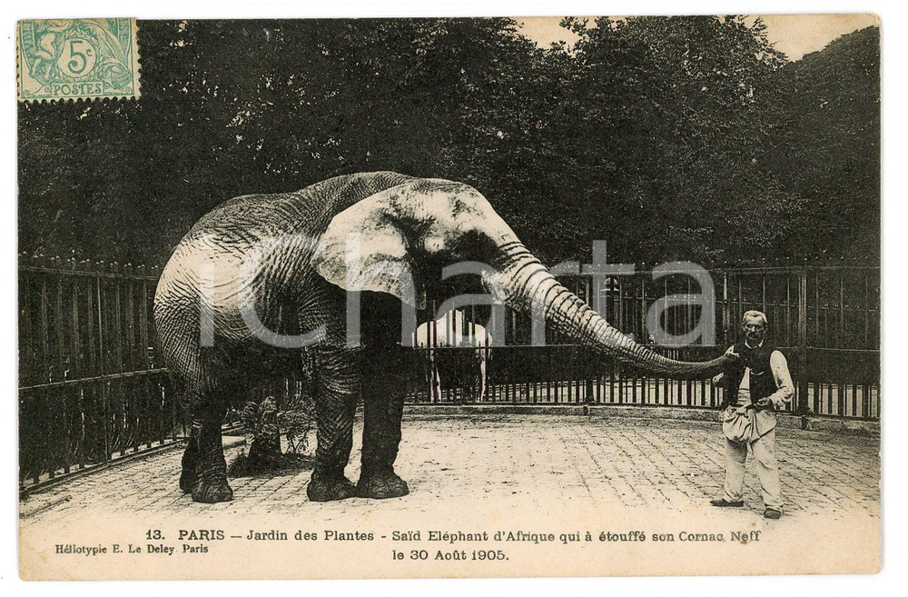 1905 PARIS CJardin des Plantes - SAID Eléphant d'Afrique *Postcard  Cartolina postale d'epoca, viaggiata. FAIR/discreto piccole piegature angolari; macchie al verso Formato: 14x9 cm originale e autentica 1