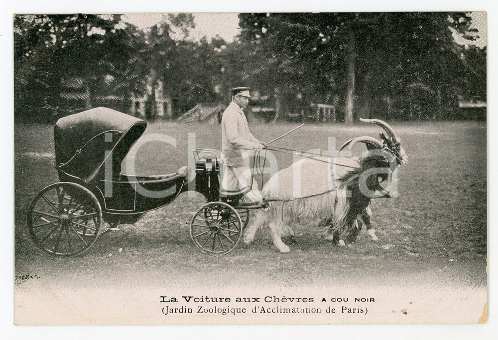Cartolina originale da collezione 1910 ca PARIS Jardin Zoologique  Voiture aux chÃ¨vres a cou noir  Carte postale 1