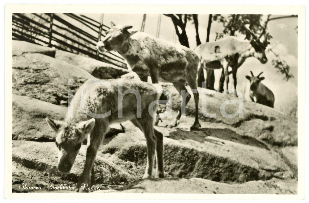 1920 ca STOCKHOLM - ZOO SKANSEN Renan - Postcard FP NV  Cartolina postale d'epoca, non viaggiata.EDITORE: Nordiska Museet, StockholmCONDIZIONI: FAIRFORMATO: FP    originale e autentica 1