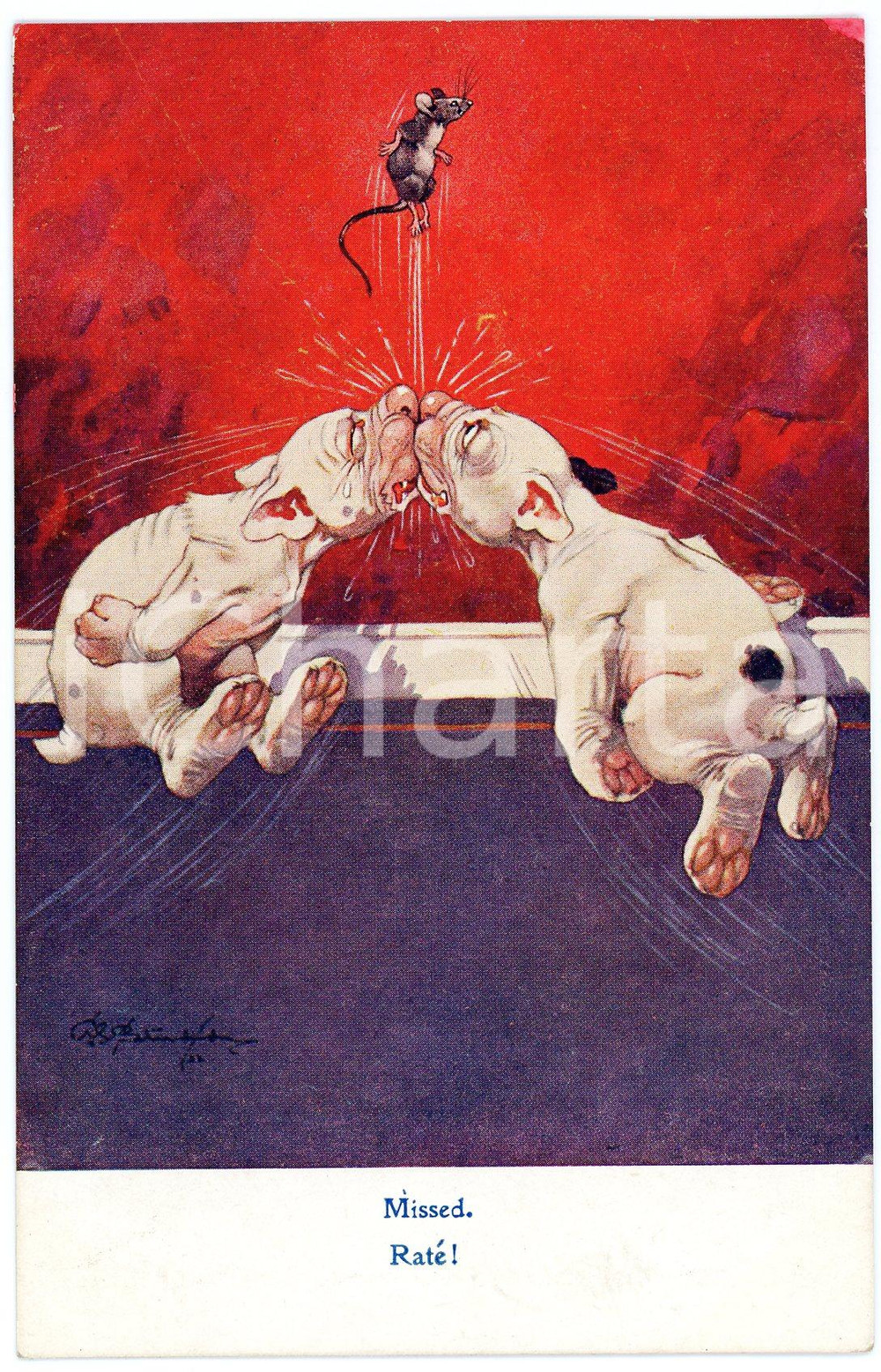 1910 ca ANIMALS Mouse escaping capture by two dogs- Missed - Postcard FP NV  Cartolina postale d'epoca, non viaggiata.CONDIZIONI: GOODFORMATO: FP    originale e autentica 1