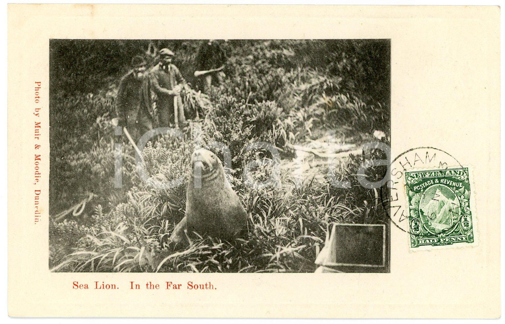 1903 NEW ZEALAND Sea Lion - In the Far South - ANIMATED old postcard  Cartolina postale d'epoca, con bollo e timbro al recto.CONDIZIONI: G FORMATO: FP    originale e autentica 1