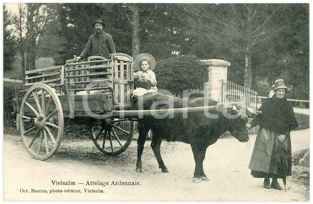 1910 ca VIELSALM (BELGIQUE) Attelage Ardennais - Carte postale ANIMEE Cartolina postale d'epoca, non viaggiata.FORMATO: FPCONDIZIONI: GEDITORE: Baccus - Vielsalm    originale e autentica 1